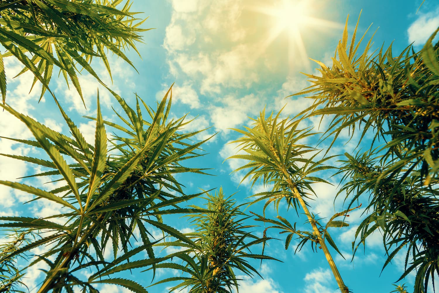 a low angle shot of marijuana plants with the sky and sun in the background